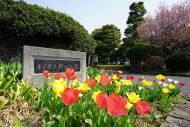 ソニーα７MⅢとＧマスターを持って野川公園を撮ってきた