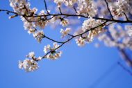 春日神社の桜満開でした！【気まぐれ、お散歩写真】