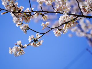 春日神社の桜満開でした！【気まぐれ、お散歩写真】