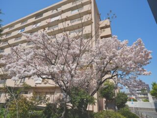 SEL2070Gで満開の八重桜を撮影してきました