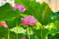 朝活撮影会開催のお知らせ（蓮の花撮り納め）
