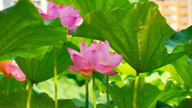 朝活撮影会開催のお知らせ（蓮の花撮り納め）