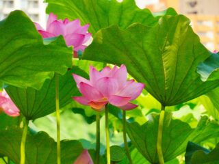 朝活撮影会開催のお知らせ（蓮の花撮り納め）