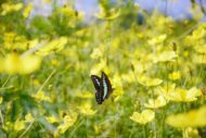 昭和記念公園9月25日現在のお花状況です！