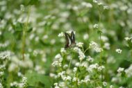 秋の花を撮ろう！昭和記念公園撮影会に行ってきました！