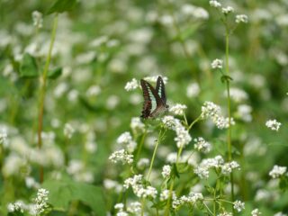 秋の花を撮ろう！昭和記念公園撮影会に行ってきました！