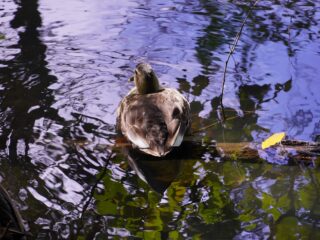 アルファを持って小さい秋を探しに行きました