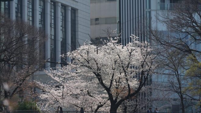 満開の外濠公園をぐるり一周！ソニーαを引っ張り出して桜ウォーク撮影会行ってきました