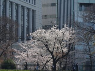 満開の外濠公園をぐるり一周！ソニーαを引っ張り出して桜ウォーク撮影会行ってきました