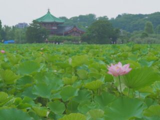 サカタアルファクラブ早朝撮影会いよいよ迫ります！準備は宜しいでしょうか！