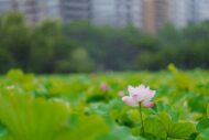 またまた上野不忍池で蓮の花を撮影してきました