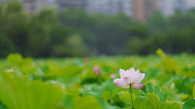 またまた上野不忍池で蓮の花を撮影してきました
