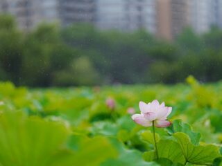 またまた上野不忍池で蓮の花を撮影してきました